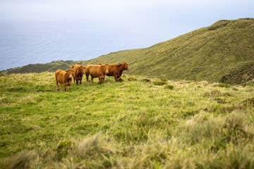 Fototapeta na wymiar Cattle standing on a hilly meadow near the sea in the Azores