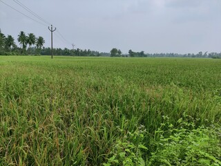 Farm land from Tanjore, Tamilnadu.