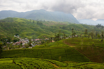 Tea plantations in Sri Lanka. Mountain landscape with tea estate.