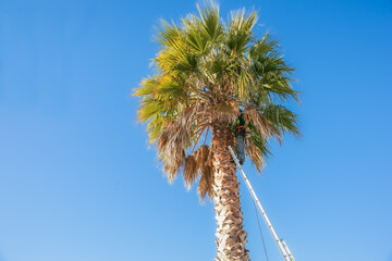 Ladder leaning against palm tree with aborist among fronds