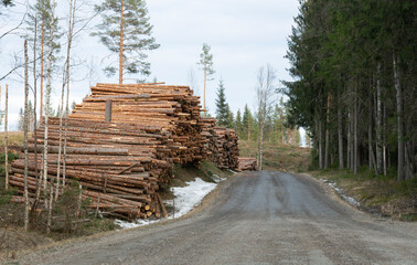 Piling of coniferous trees at the side of a road in sweden in springtime