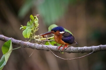 beautiful of a blue-eared kingfisher