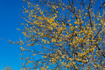 青い空にソシンロウバイ(Chimonanthus praecox var. lutea )の花／ロウバイ科