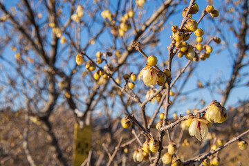 白い花が咲くロウバイ（Chimonanthus praecox）の原種【ロウバイの郷】日本群馬県