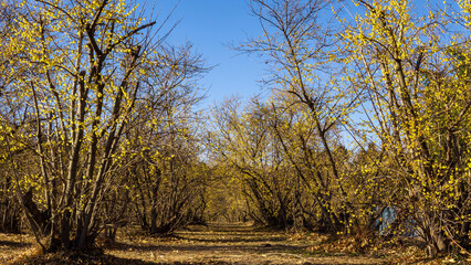Fototapeta premium ロウバイが咲く冬の風景【ロウバイの郷】日本群馬県