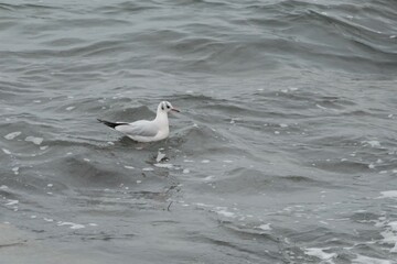 mouette nageant sur l'eau .