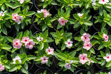 Background of vinca flowers, light pink vinca flowers with a red center - 561731350