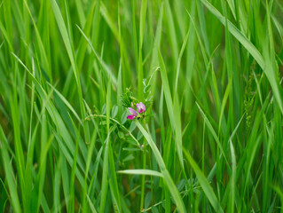 Green grass background. Grass field with pink vetch flower. Spring meadow. Green ecological grassland. Natural surface and texture. Green aesthetic. Lawn, farm, forest, garden, pasture, vegetation.