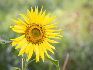 Sunflower in the field showing in all its beauty