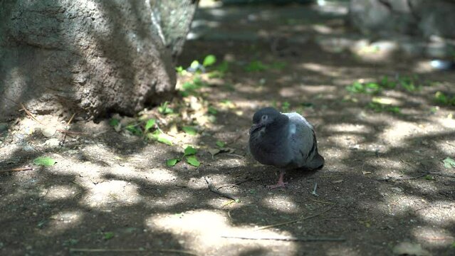 Sick Pigeon Standing in the Park 4K