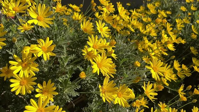 Euryops flower blown slow-motion under sunlight, handheld