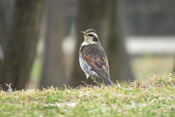 勇ましきツグミ