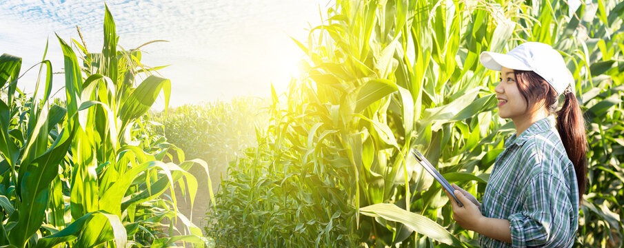 Smart Asian woman farmer agronomist using digital tablet for examining and inspecting quality control of produce corn crop in corn fields,Modern technologies in agriculture management and agribusiness