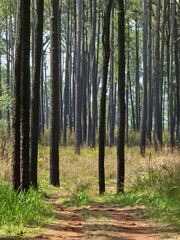 Fototapeta na wymiar Dirt path and grass field in high pine forest in Asia