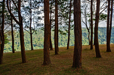 Old pines and short grass on the hill with mountain background