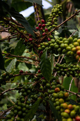 Plant of coffee with green, orange and red fruits in Sipi Falls, Uganda