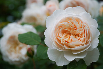  Blooming English rose Crocus Rose in the garden. David Austin roses.