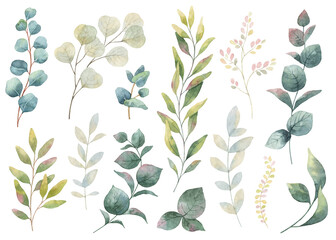 Watercolor set of eucalyptus branches and leaves. Perfect for wedding invitation, postcard, scrapbooking, sticker, packaging, greeting cards, textiles.