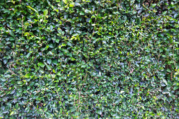 close up green leaf wall hedgerows