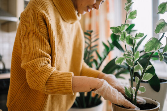 Woman Gardening And Taking Care Of Potted Plants At Home