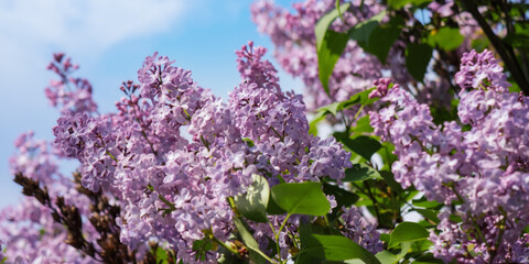 purple lilac blossom in front of a sky. spring nature background