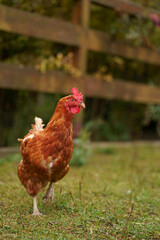 Chicken Close up on the Green Grass
