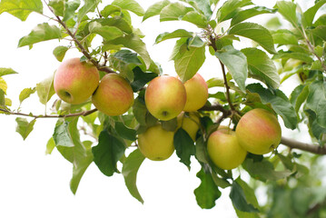 Apple tree branch with several fruits on a summer morning in the garden