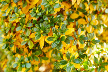 皐月（サツキ）紅葉途中の葉っぱ。