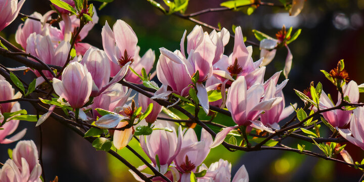 magnolia blossoming in morning light. romantic floral background of a garden