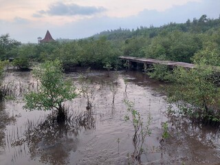 beautiful mangrove forest in the morning