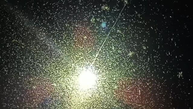 Shadfly or Mayfly flying to light at night