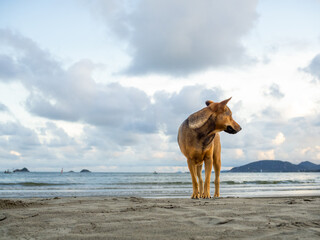 Brown Thai beach dog standing on the sand beach looking away back on sea and sunset blues sky background with copy space.
