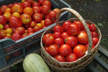 Ripe tomatoes in a wicker basket and box. Autumn harvest of pumpkins and red tomatoes. Environmentally friendly. Close-up. Selective focus.