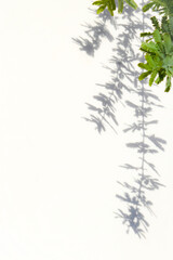 白壁に映った植物と影、白バックに葉っぱの背景