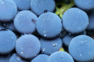 Juicy grapes close-up macro with drops of water. Sweet summer dessert. Selective focus