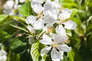 Cherry blossom, branch with white flowers, close-up photo