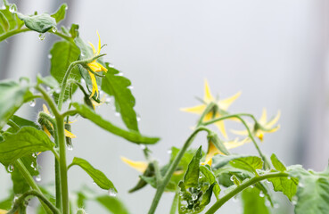Tomato bush with yellow flowers, macro photo