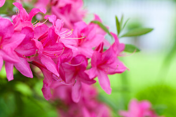 Pink flowers of Rhododendron indicum, close up photo