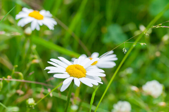 Chamomile flowers on a summer day, macro photo