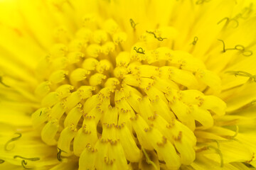 Yellow dandelion flowers close-up, macro. Hi spring. Beautiful flowers on meadow. Selective focus