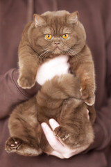 Britisch Kurzhaar Kitten Katzen imposant und edel