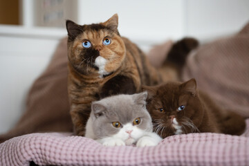 LUXUS Britisch Kurzhaar Odd und blue eyes Kitten Katzen kuscheln