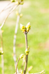 The first spring green buds of shrubs. Selective focus.