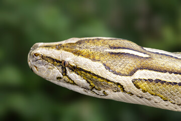 Close up of Burmese Python with a beatuful pattern