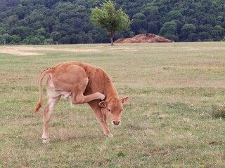 Naklejka na ściany i meble Brown calf grazing grass in the field