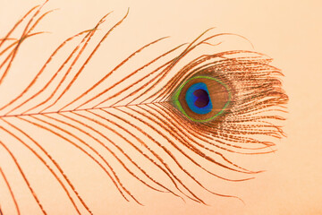 Obraz premium peacock feather on pastel color paper background background