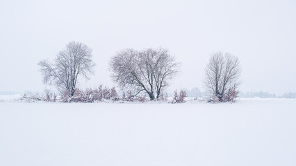 White field with frozen trees