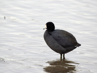 American coot, Fulica americana