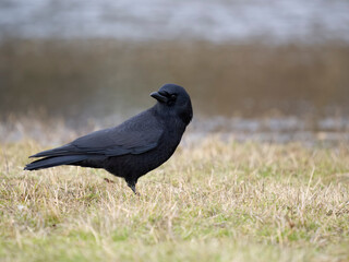 American crow, Corvus brachyrhynchos