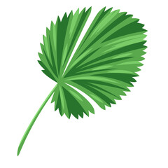 Illustration of stylized palm leaf. Image of tropical foliage and plant.